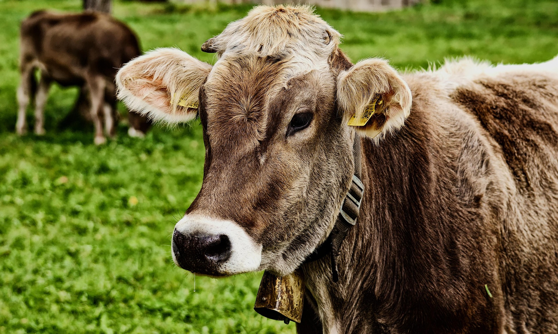 cow