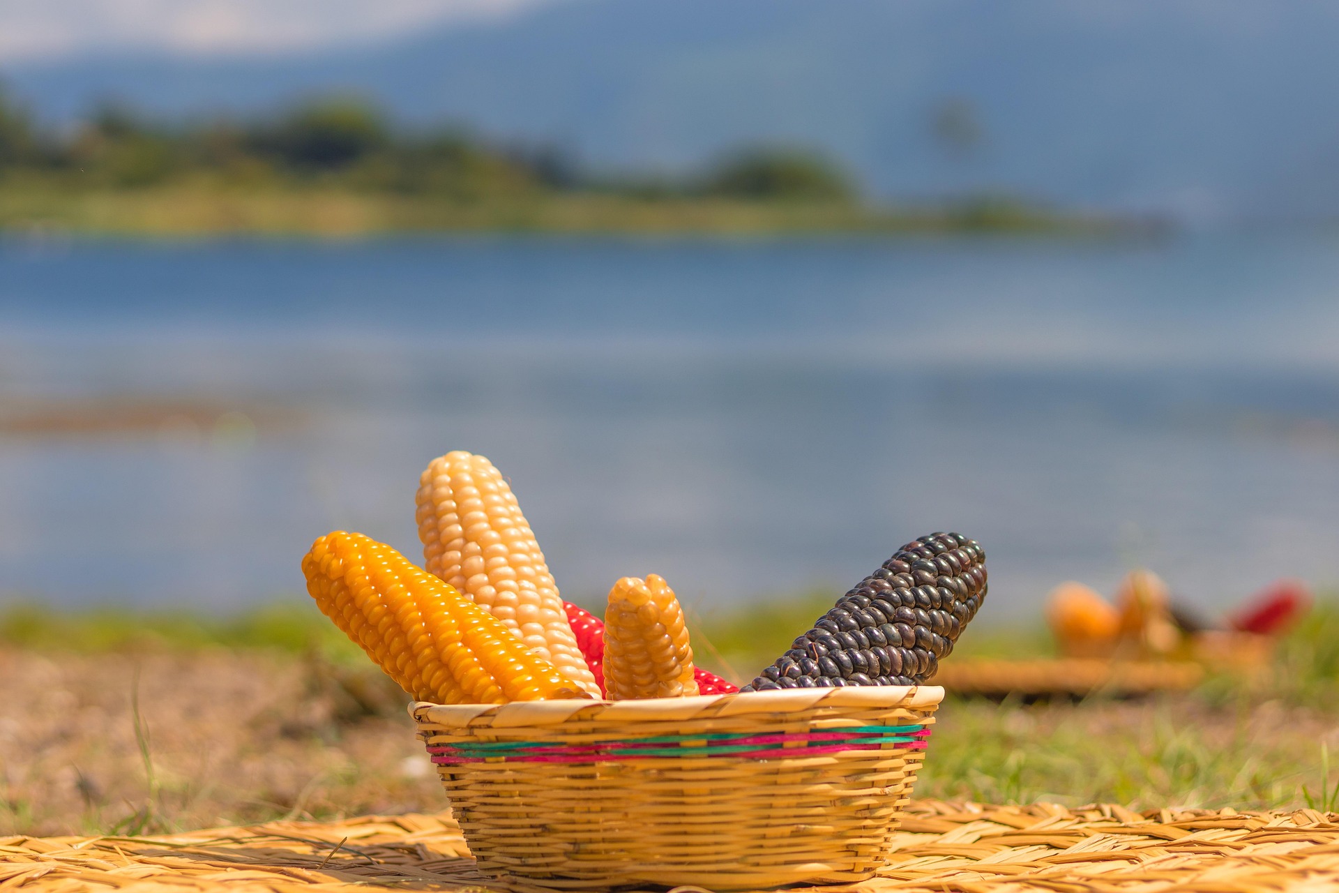 Hybrid Maize